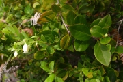 <strong>Vaccinium macgillivrayi - Ramon, Laurence - 11</strong><br />© Ramon, Laurence